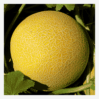 dinje Citirex F1 - 1000 semena