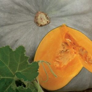 tikve bundeve Sampson EZ F1 – 250 semena