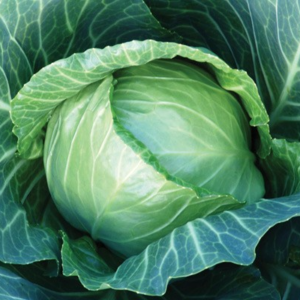 kupusa Sunta F1 - 2500 semena