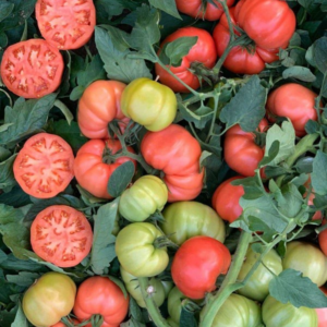 paradajza Sonarosa F1 – 500 semena