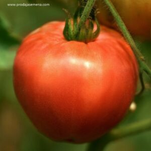 paradajza Kazanova F1 – 250 semena