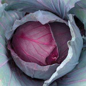 crvenog kupusa Red Dynasty F1 - 1000 semena