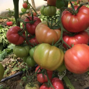 paradajza Pink Gusto F1 – 500 semena