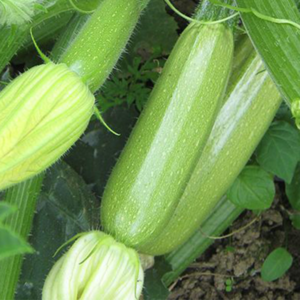 tikvice Eskenderany F1 - 500 semena