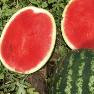 lubenice Nun 21613 F1 - 1000 semena