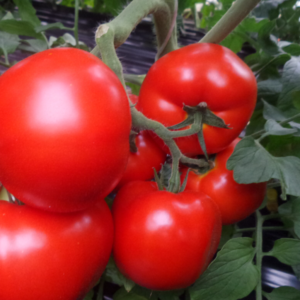 paradajza Asia F1 - 500 semena