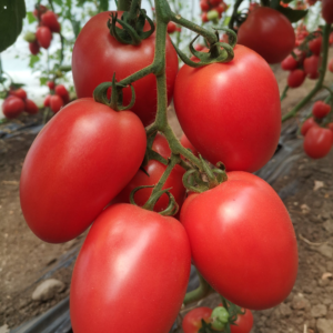 paradajza Fuchsia F1 – 500 semena